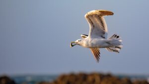 Seagull in flight at St Francis Bay | Addiction recovery at Ocean Bay Recovery