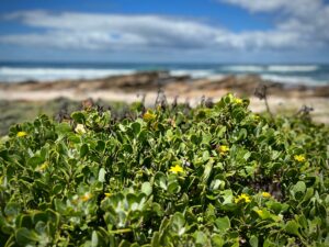 Plants next to beach - St Francis Bay | Ocean Bay Recovery - Addiction Recovery