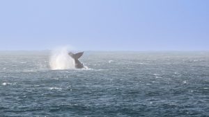 Whale in sea representing ocean immersion in our alcohol rehabilitation centre.