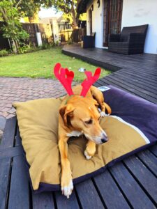 Hospitality 3 Garden zimbi xmas horns