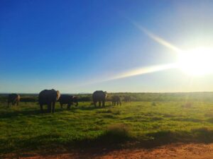 Home 87 addo elephants sunset