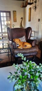 Hospitality 22 zimbi leather chair